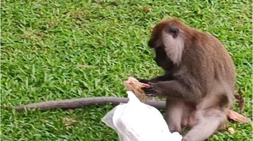 Long-tailed macaque monkey at Labrador Park.
